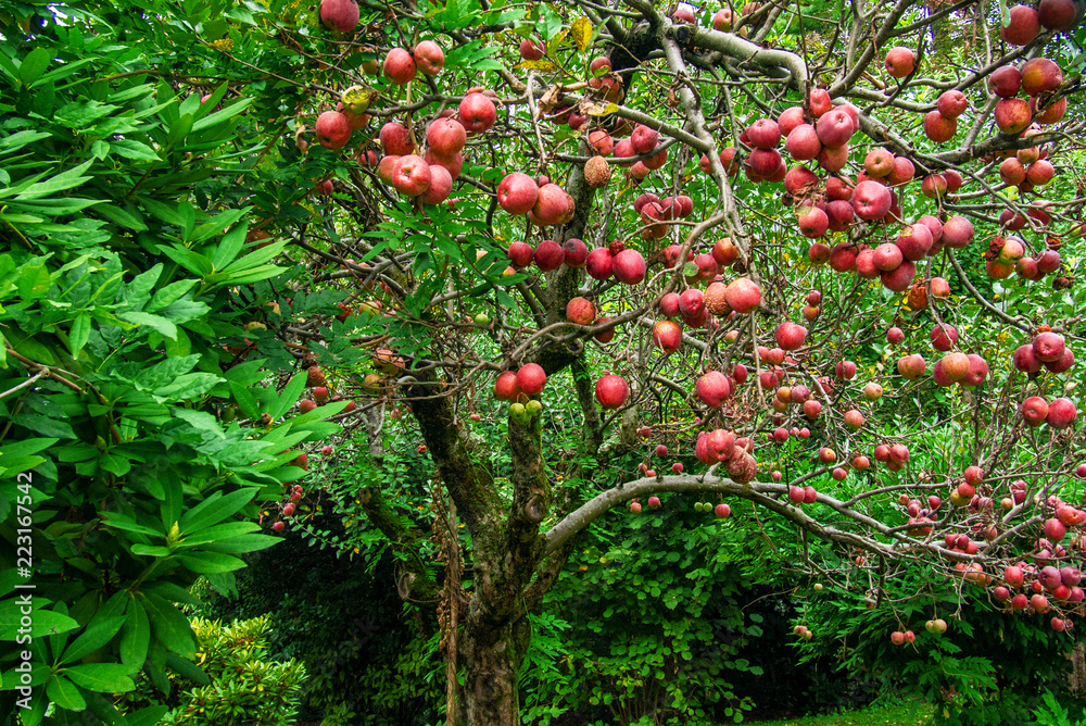  red apple tree laden with ripe biologic fruits
