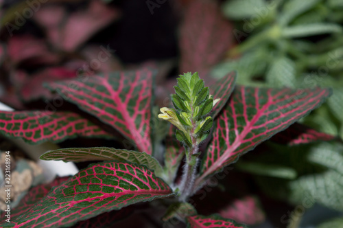 Blooming nerve-plant fittonia growing on window sill, houseplant with amazing mosaic foliage
