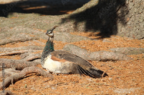 Peacock