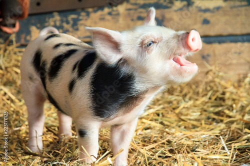 Very cute little newborn piggy pig (sus scrofa) in a petting zoo in the Netherlands