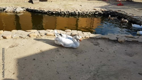 White geese and ducks walking around and swimming in small pond, domestic birds