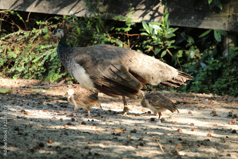 Obraz premium Peacock