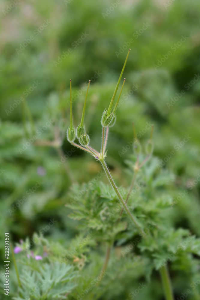 Common storksbill