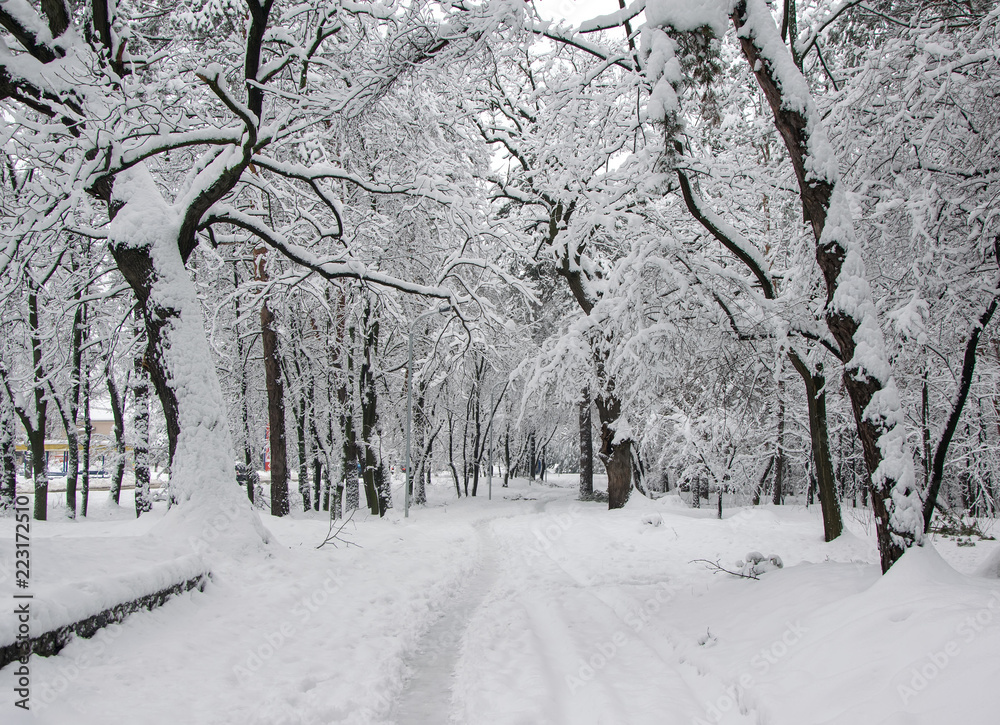 Obraz premium Trees covered with fresh snow in winter park