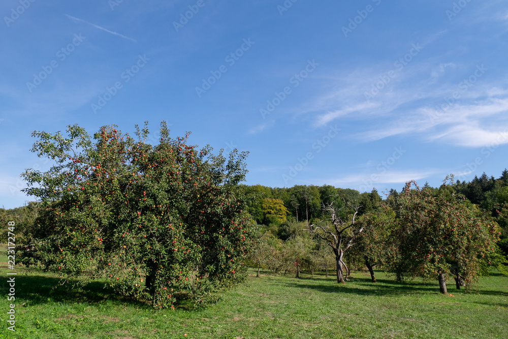 Apfelbäume voll mit roten Äpfeln Apfelbäume voll mit roten Äpfeln