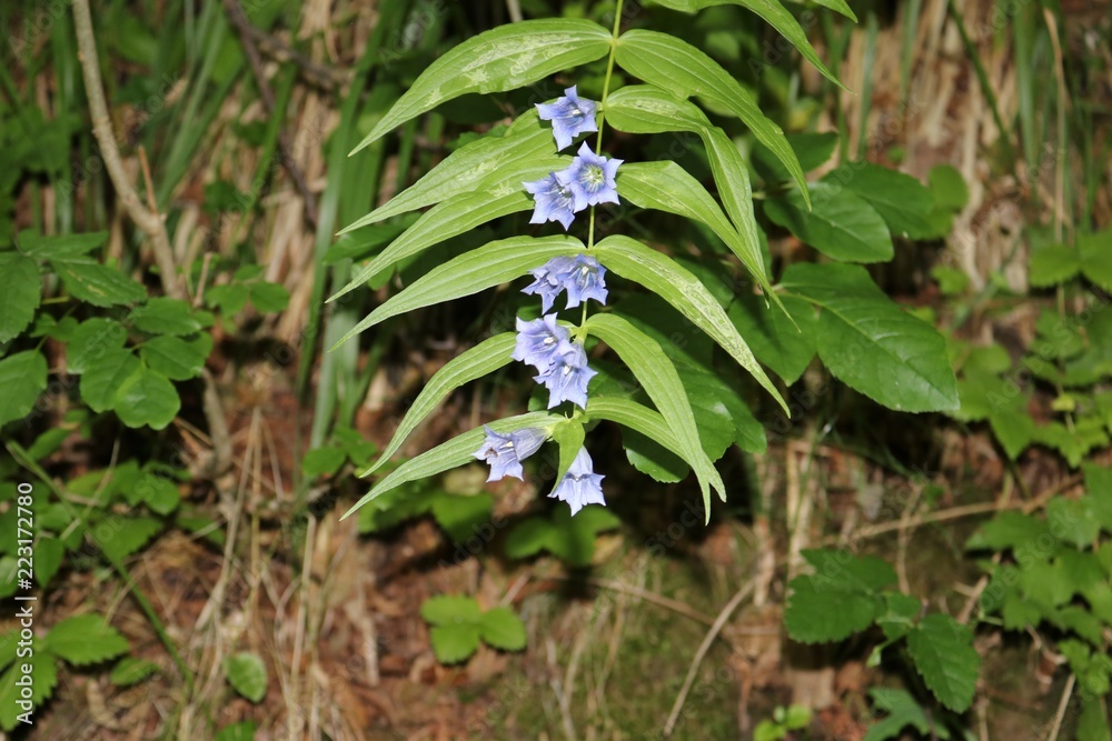 Obraz premium genziana asclepiadea