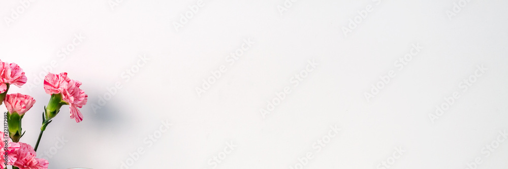 A panoramic photo of white empty copy space wall with pink carnations A panoramic photo of white empty copy space wall with pink carnations