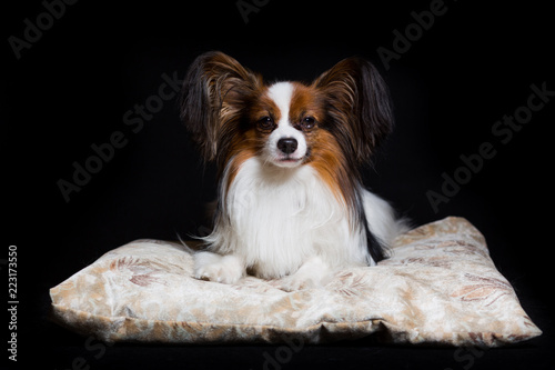Papillon dog lies contented on his couch, isolated on black © fast_9
