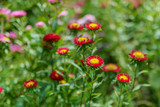 Red Marguerites flowers. Selective focus with shallow depth of field.