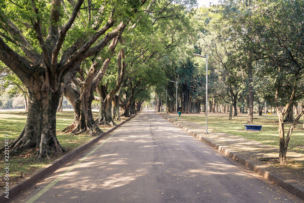 A road/pathway with tree in a Ibirapuera park in the middle day of summer. With a front view, we have: Nature, relax, peaceful, lifesyle, health and leasure concept