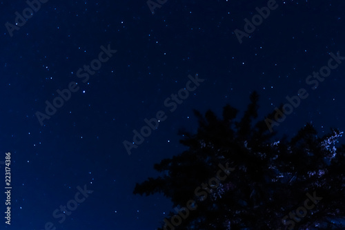 Stars on the background of trees during new moon
