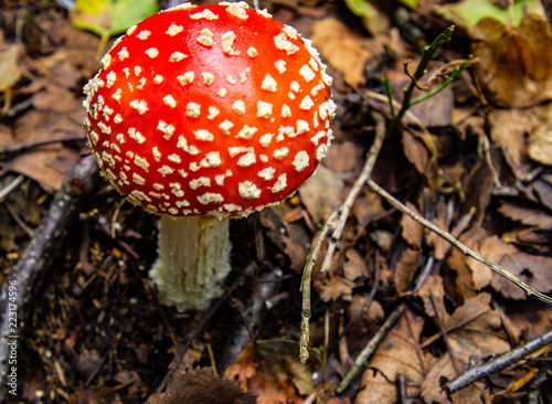 poisonous mushroom in the wood