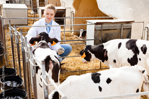 Obraz na plátně Veterinarian inspecting calves in dairy farm