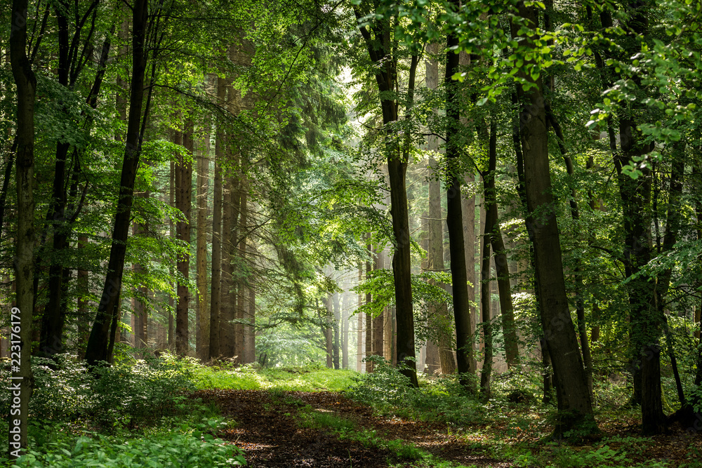 Forstweg durch den Kaufunger Wald