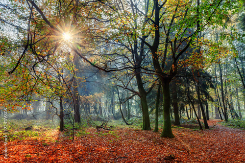 Beautiful sunrise in autumn in the forest in the Netherlands with vibrant colored leafs