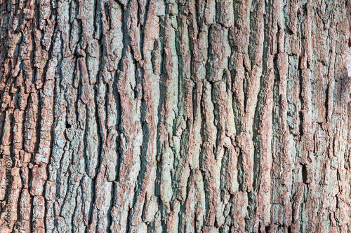 Beautiful close up of a tree trunk as background texture