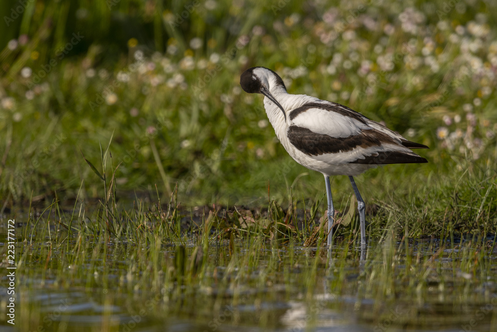 Avocette élégante - Recurvirostra avosetta - Pied Avocet Avocette élégante - Recurvirostra avosetta - Pied Avocet