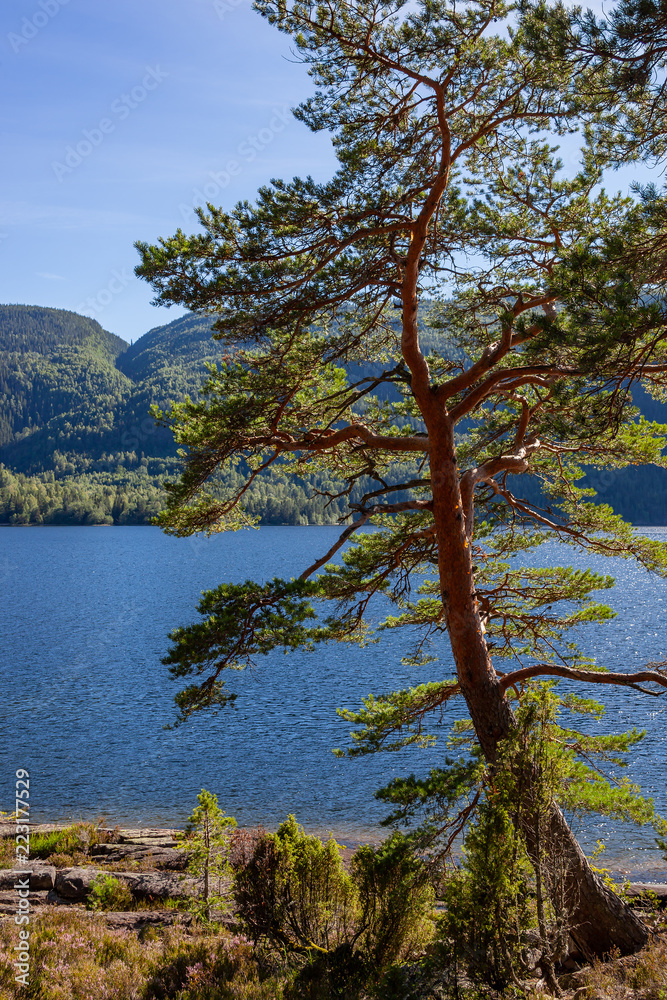 Wonderful pines grow on the stones on the shore of Norwegian fjord at sunny day, Telemark region, Southern Norway