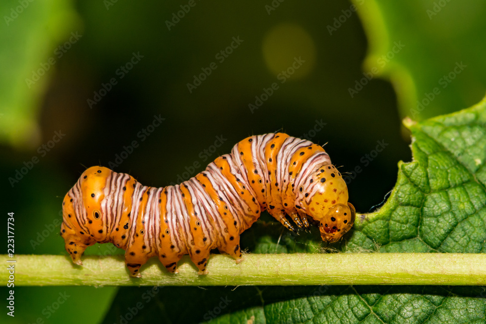 Naklejka premium Beautiful Wood Nymph Caterpillar (Eudryas grata)