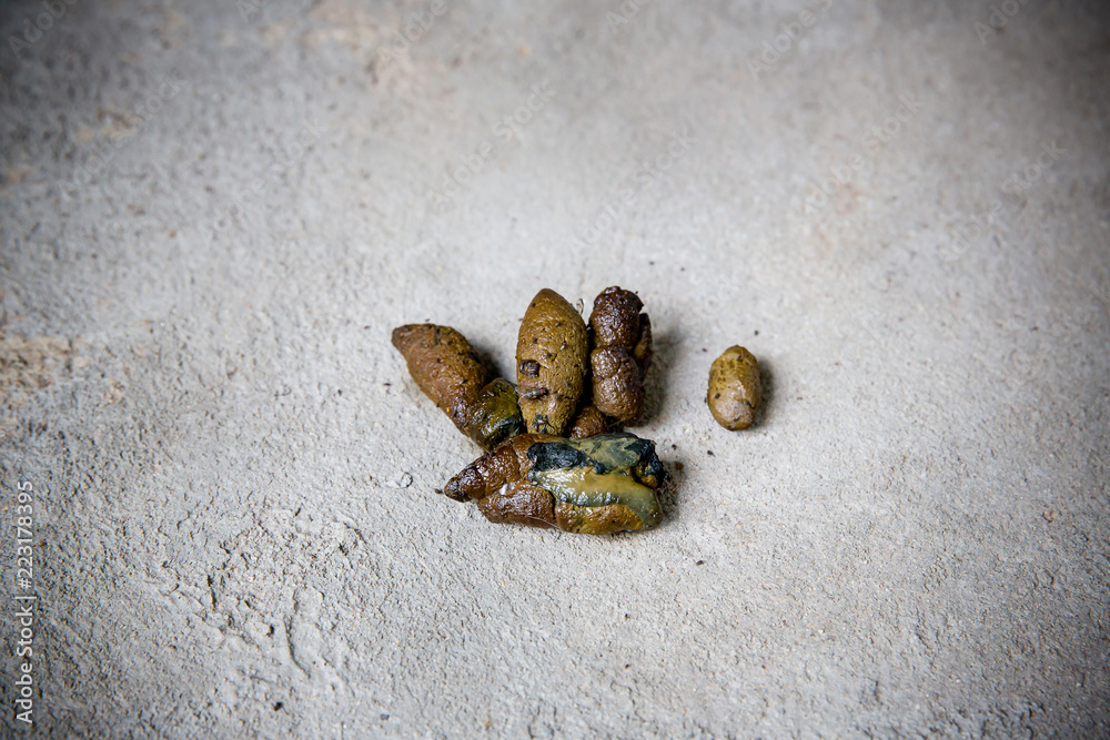 dog golden poop on the street.Close up feces, background of dog poop on