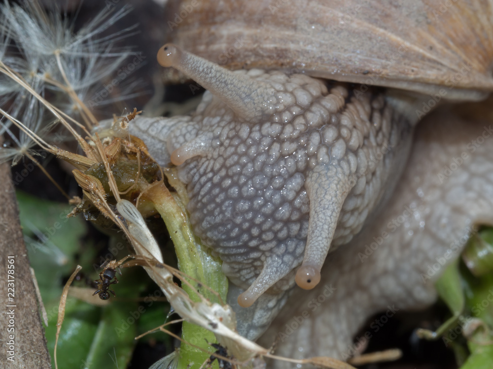 Obraz premium Edible snail 