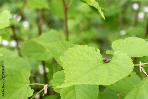 Sex beetles to continue offspring in the forest on the leaves of the hazel