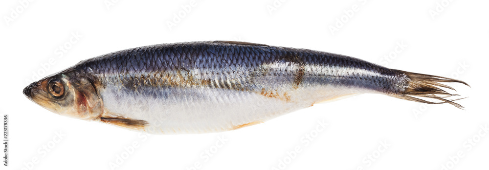 pickled herring isolated on white pickled herring isolated on white