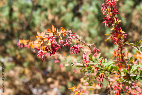 twig of barberry shrub with ripe fruits in autumn
