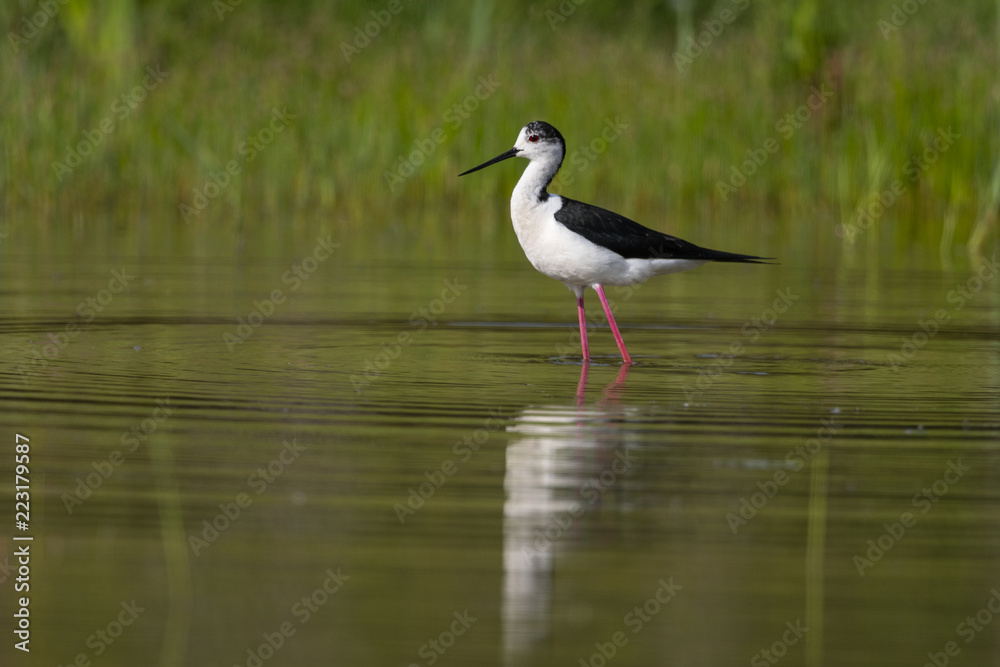 Obraz premium Échasse blanche - Himantopus himantopus - Black-winged Stilt