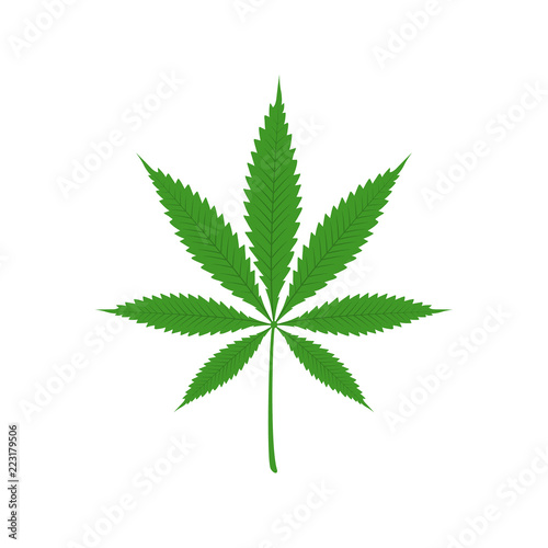 Vector illustration of marijuana leaf, cannabis. Isolate on white background