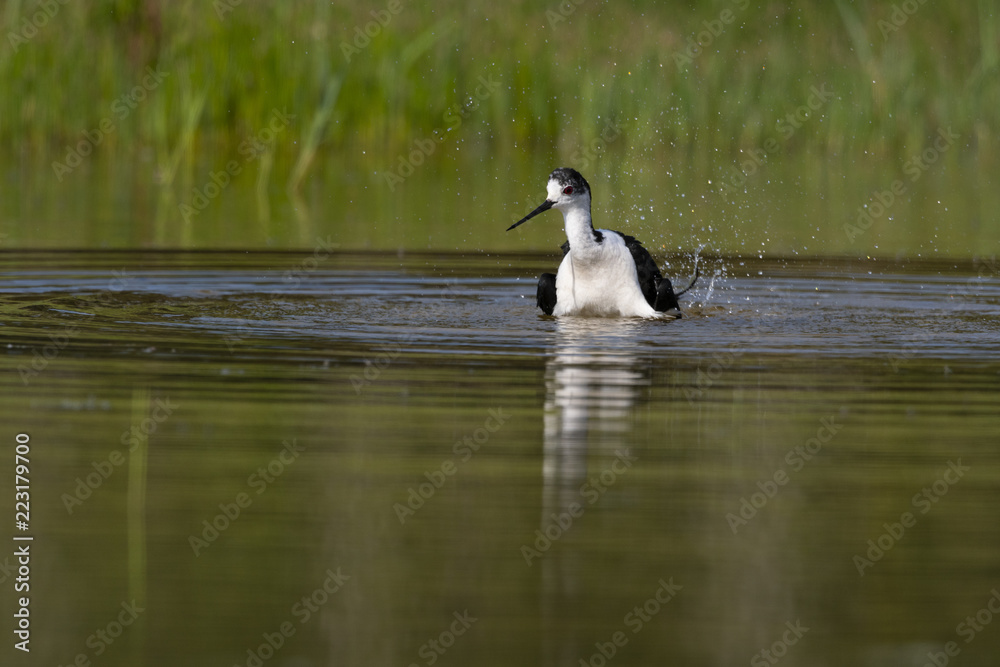 Échasse blanche - Himantopus himantopus - Black-winged Stilt Échasse blanche - Himantopus himantopus - Black-winged Stilt