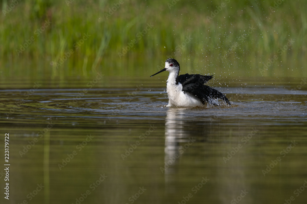 Échasse blanche - Himantopus himantopus - Black-winged Stilt Échasse blanche - Himantopus himantopus - Black-winged Stilt