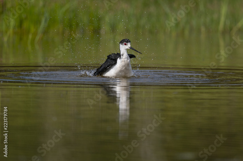 Échasse blanche - Himantopus himantopus - Black-winged Stilt