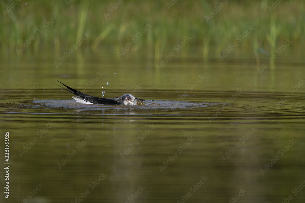 Échasse blanche - Himantopus himantopus - Black-winged Stilt Échasse blanche - Himantopus himantopus - Black-winged Stilt