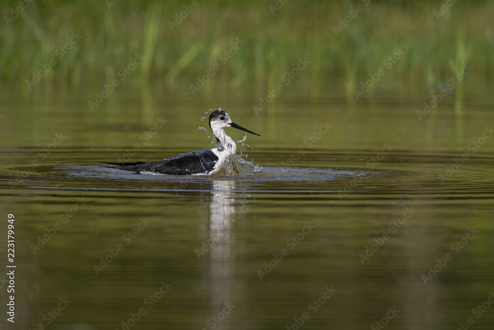 Échasse blanche - Himantopus himantopus - Black-winged Stilt Échasse blanche - Himantopus himantopus - Black-winged Stilt
