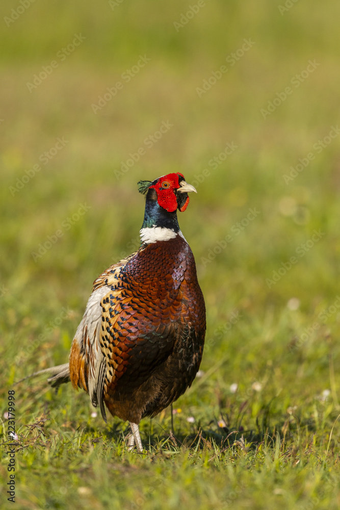 Faisan de Colchide - Phasianus colchicus - Common Pheasant Faisan de Colchide - Phasianus colchicus - Common Pheasant