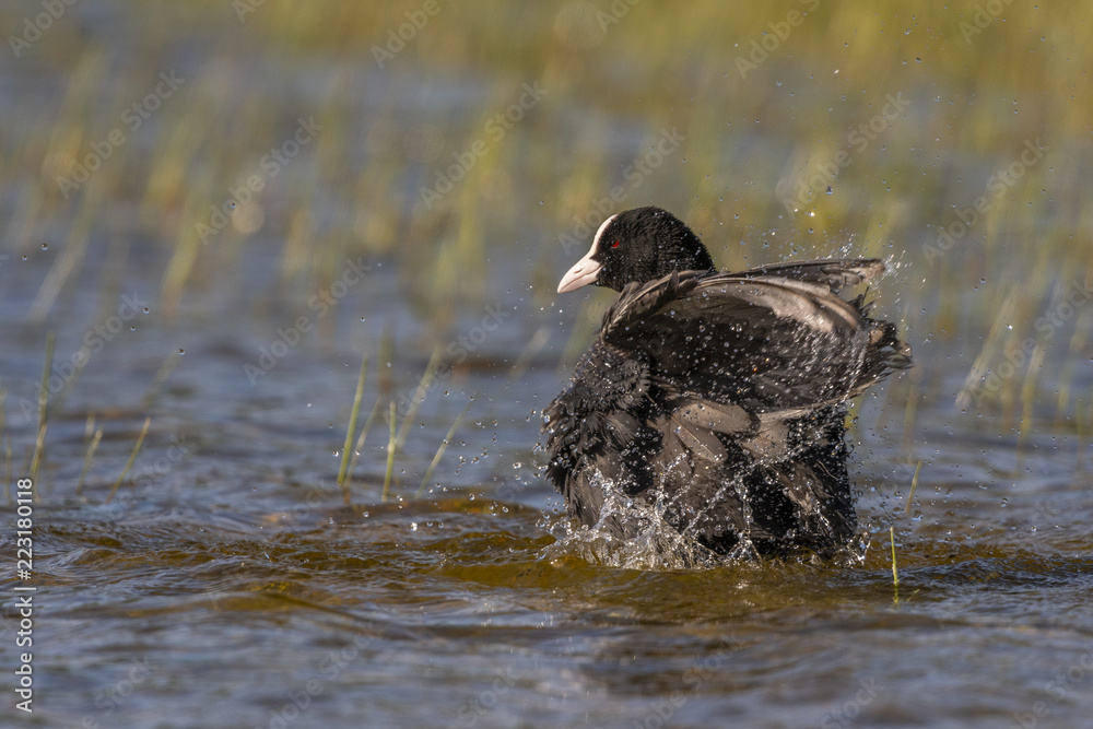Foulque macroule - Fulica atra - Eurasian Coot Foulque macroule - Fulica atra - Eurasian Coot