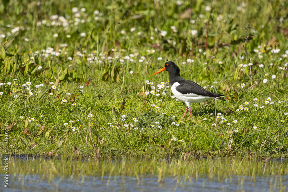 Huîtrier pie - Haematopus ostralegus - Eurasian Oystercatcher Huîtrier pie - Haematopus ostralegus - Eurasian Oystercatcher