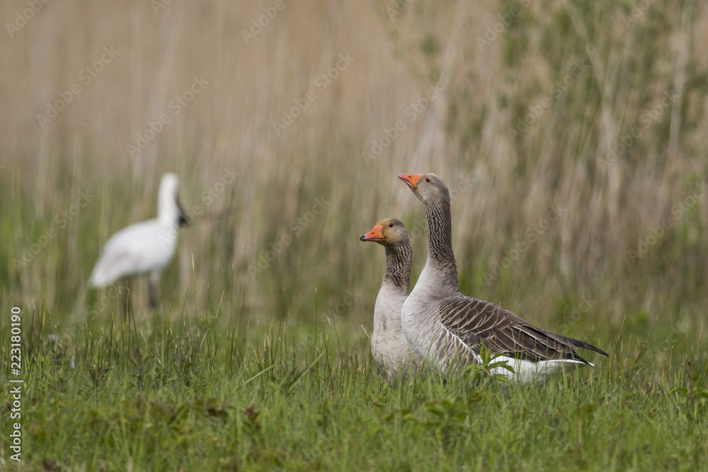 Oie cendrée - Anser anser - Greylag Goose Oie cendrée - Anser anser - Greylag Goose