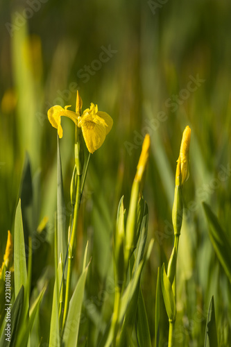 Fototapeta Naklejka Na Ścianę i Meble -  Iris pseudacorus, lris des marais, iris jaune 