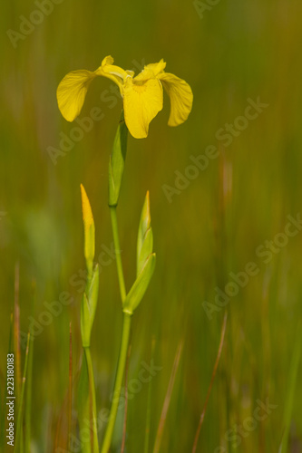 Fototapeta Naklejka Na Ścianę i Meble -  Iris pseudacorus, lris des marais, iris jaune 