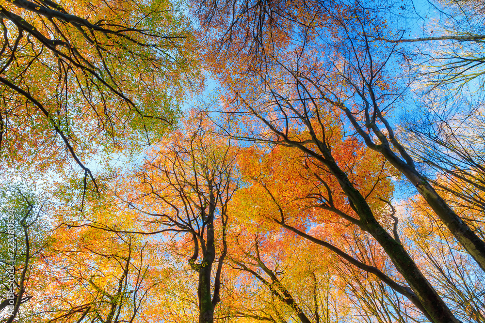 Beautiful canopy view in autumn in the Speulder forest in the Netherlands with vibrant colored leaves