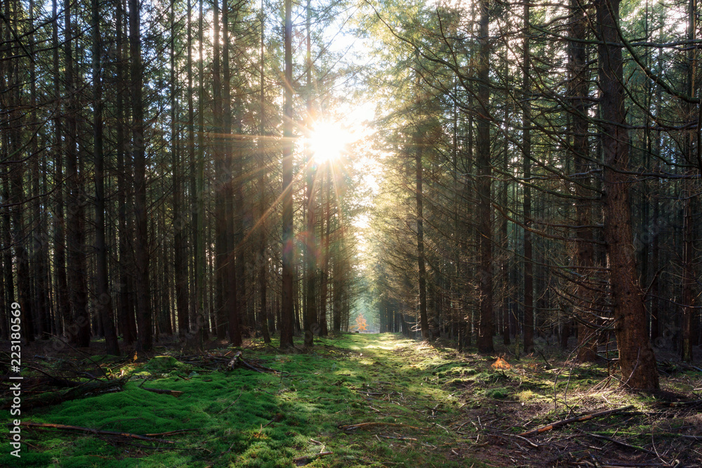 Fototapeta premium Beautiful morning sunrise in autumn in the Speulder forest in the Netherlands with pine trees