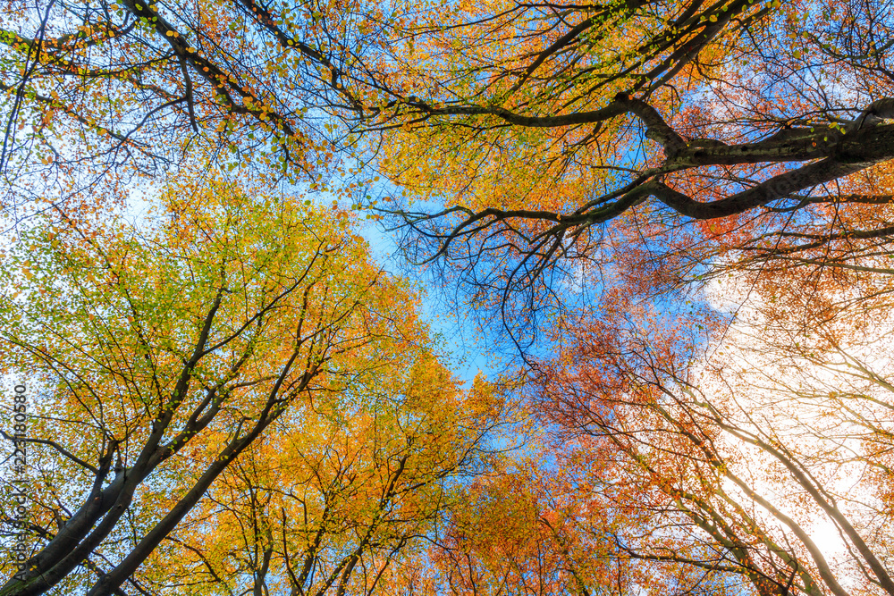 Beautiful canopy view in autumn in the Speulder forest in the Netherlands with vibrant colored leaves Beautiful canopy view in autumn in the Speulder forest in the Netherlands with vibrant colored leaves