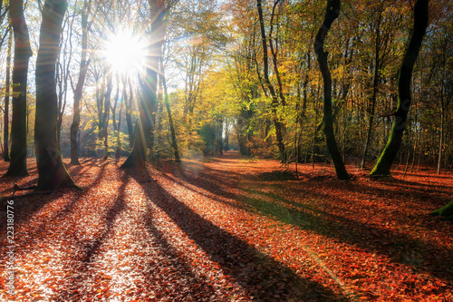 Beautiful morning sunrise in autumn in the Speulder forest in the Netherlands with vibrant colored leaves