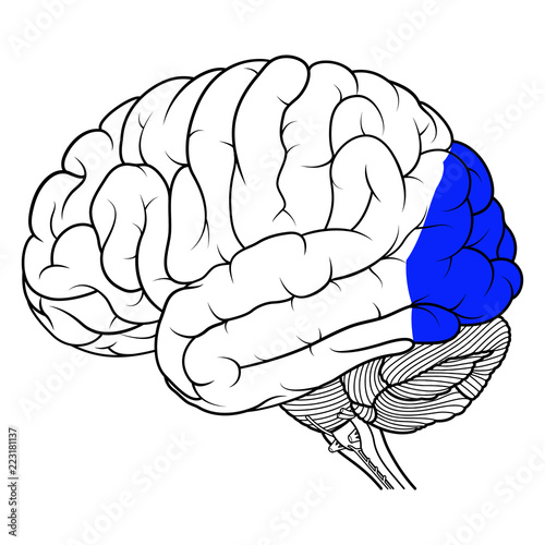 Occipital lobe of human brain anatomy side view flat