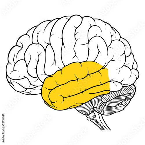 Temporal lobe of human brain anatomy side view flat