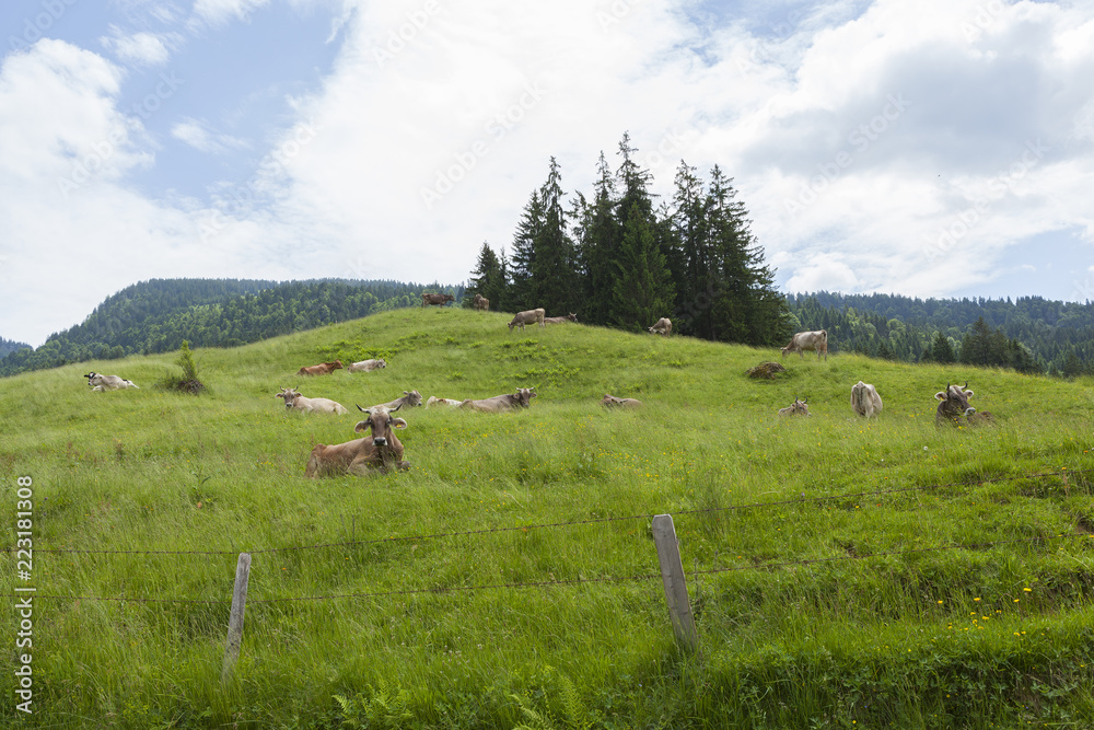 A mountain landcsape with a herd brown cows with horns grazing on a meadow.