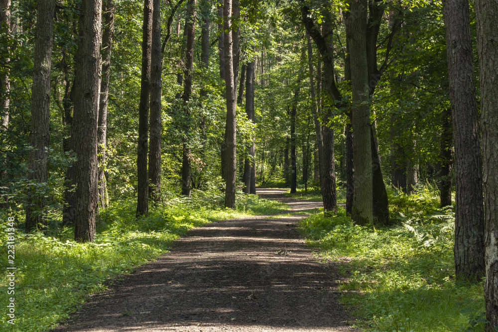 Fototapeta premium South of Poland. Niepolomice Forest