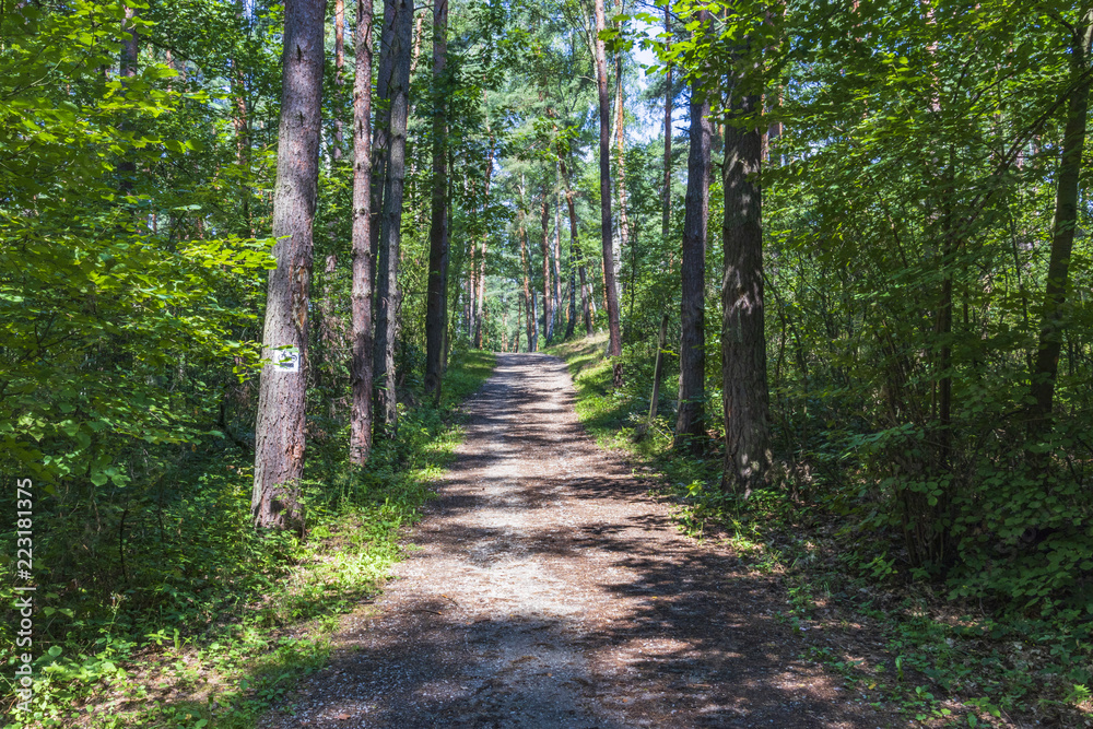 South of Poland. Niepolomice Forest